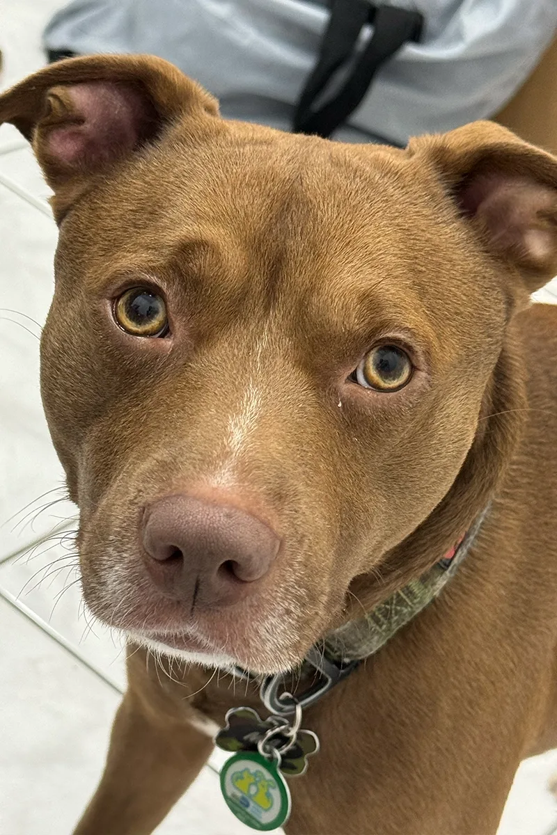 Maxi, the dog who inspired Maxi Pawz Store
