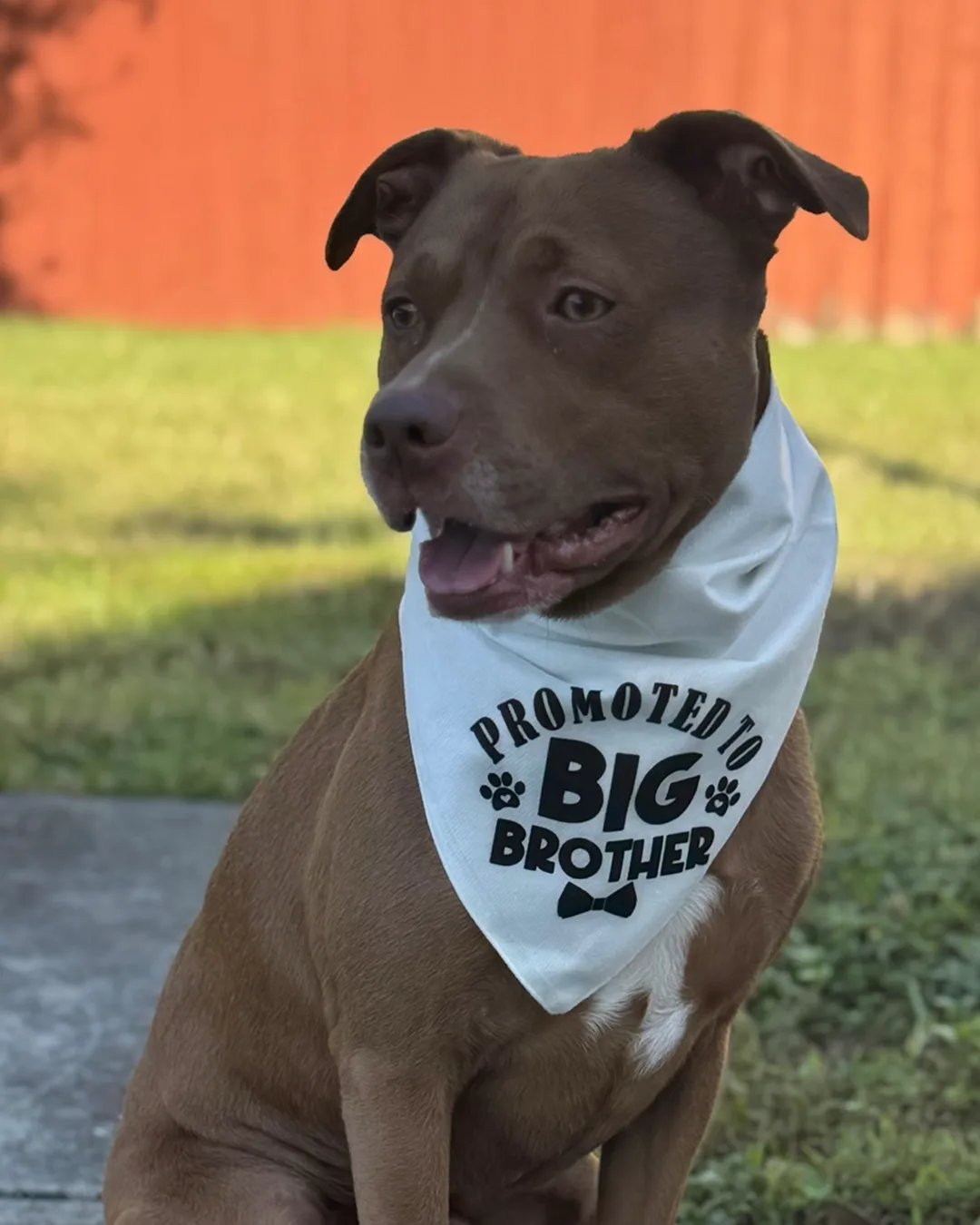 Maxi, the dog who inspired the Maxi Pawz name