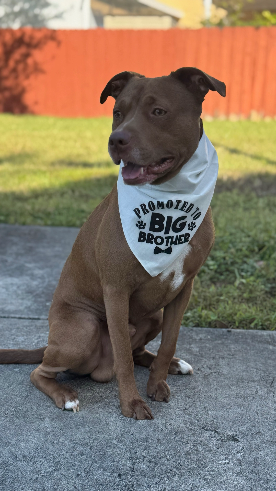 Maxi, the dog who inspired MaxiPawz Store