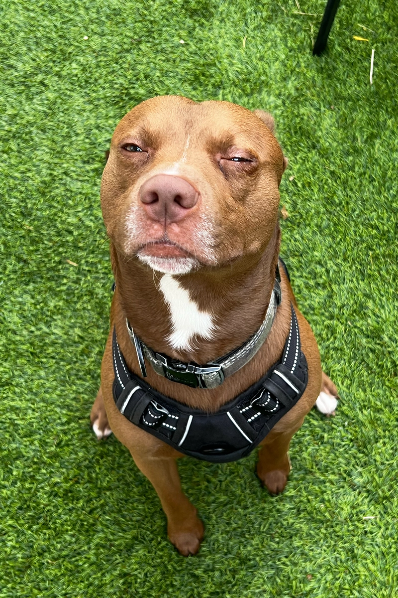 Dog enjoying a playful enrichment activity