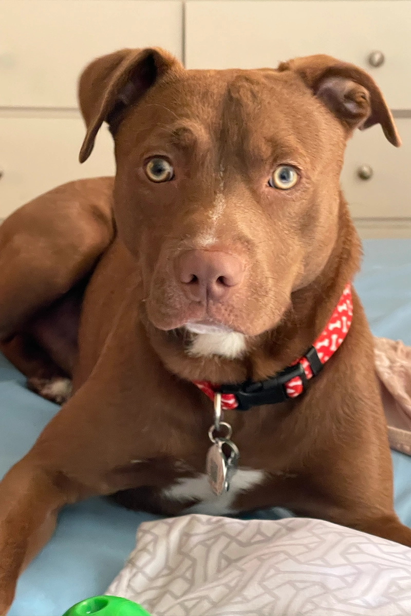 Dog prepared for a walk and outdoor adventure